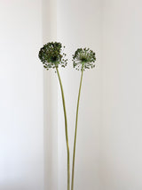 NYX » fiore di aglio (allium) essiccato colorato H80cm - Bloomoon