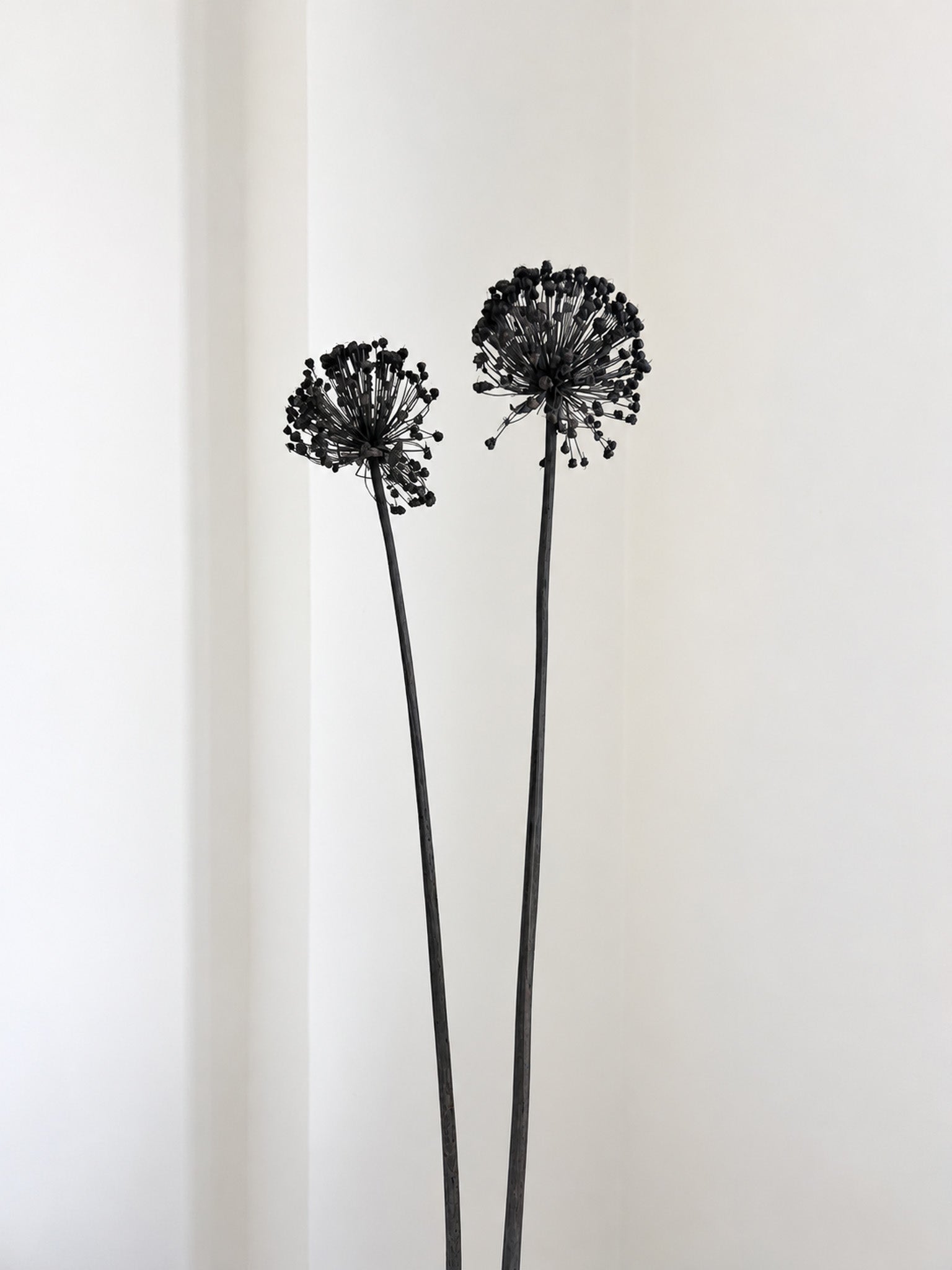 NYX » fiore di aglio (allium) essiccato colorato H80cm - Bloomoon