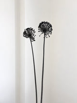 NYX » fiore di aglio (allium) essiccato colorato H80cm - Bloomoon