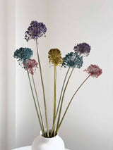 NYX » fiore di aglio (allium) essiccato colorato H80cm - Bloomoon