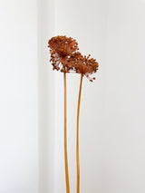 NYX » fiore di aglio (allium) essiccato colorato H80cm - Bloomoon
