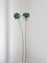 NYX » fiore di aglio (allium) essiccato colorato H80cm - Bloomoon