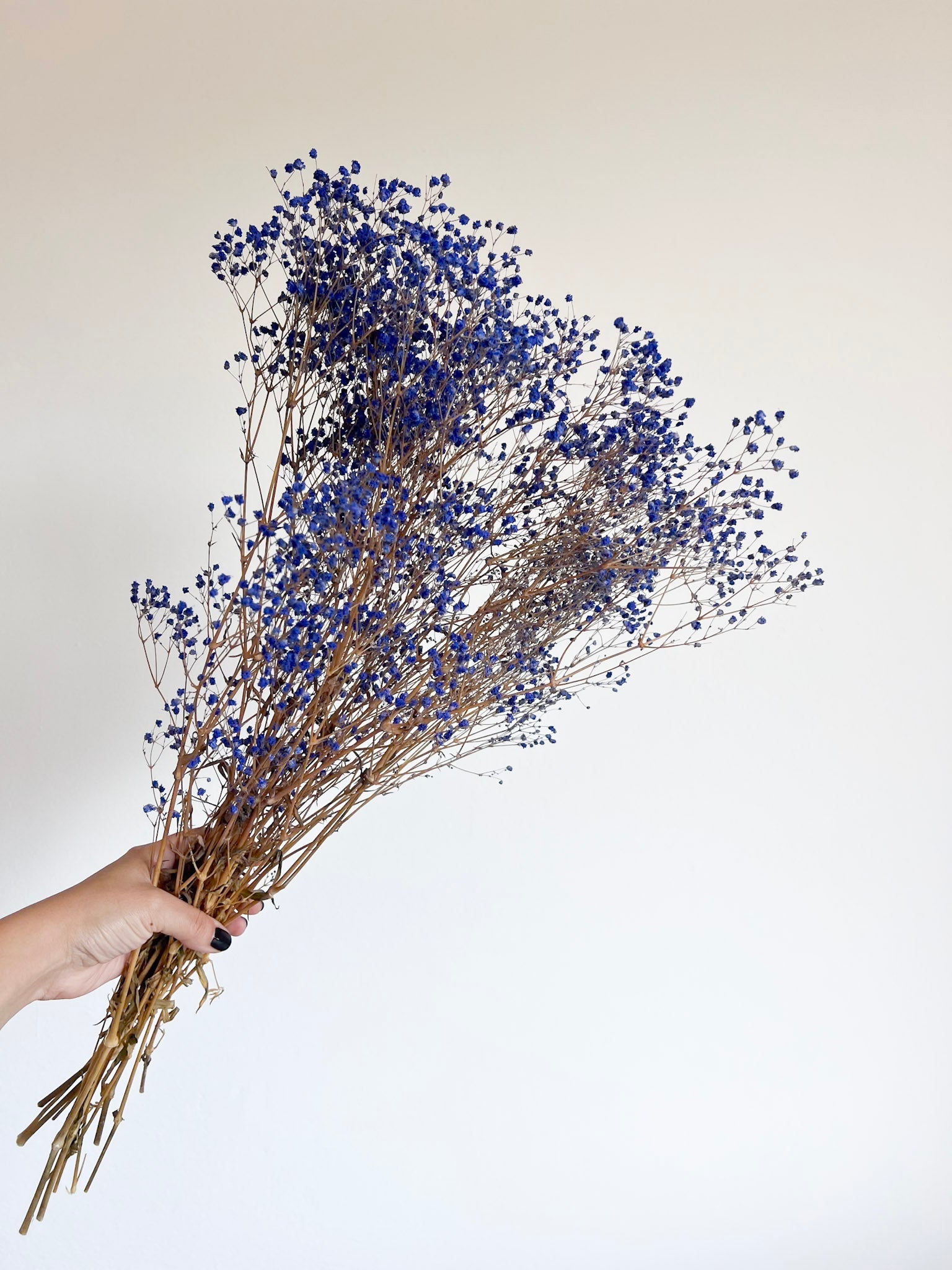 OCEANO » Mazzo di Gypsophila stabilizzata blu - Bloomoon