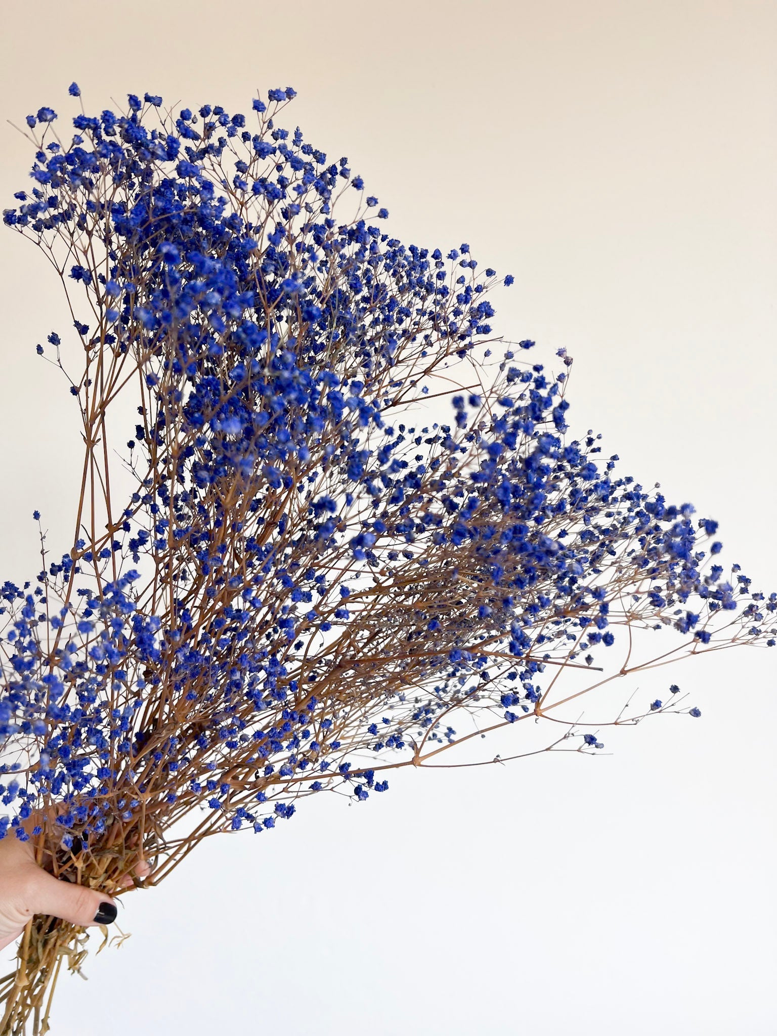 OCEANO » Mazzo di Gypsophila stabilizzata blu - Bloomoon
