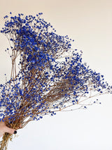 OCEANO » Mazzo di Gypsophila stabilizzata blu - Bloomoon