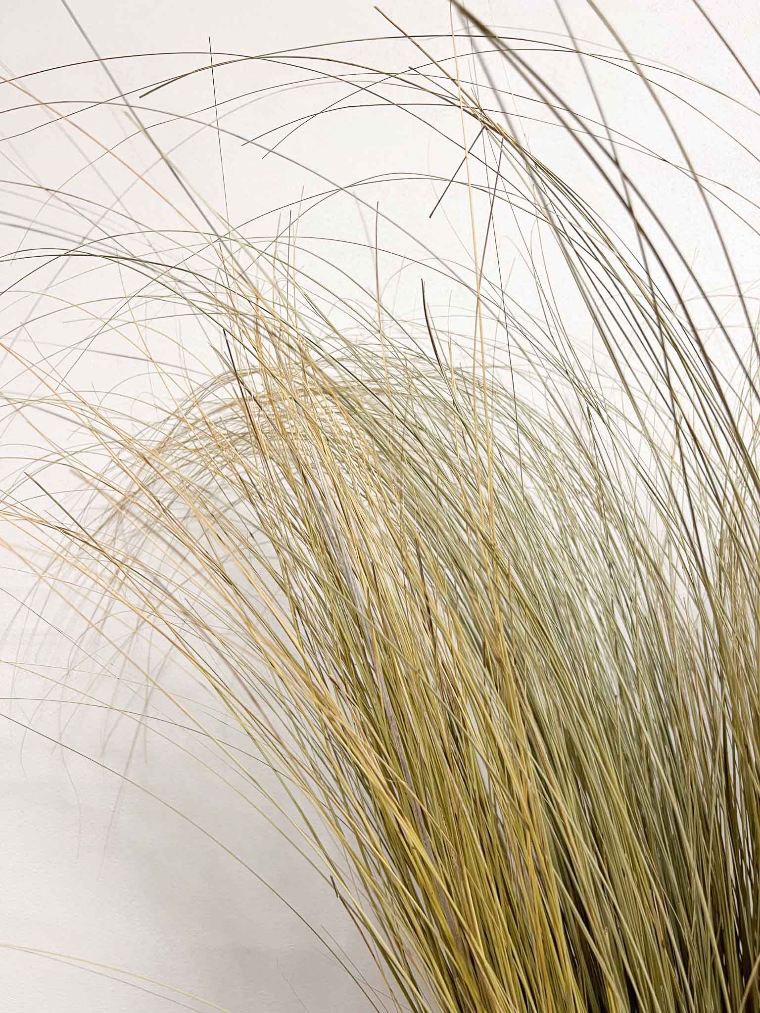 OLENA » Mazzo di Salicchio essiccato grande - Bloomoon