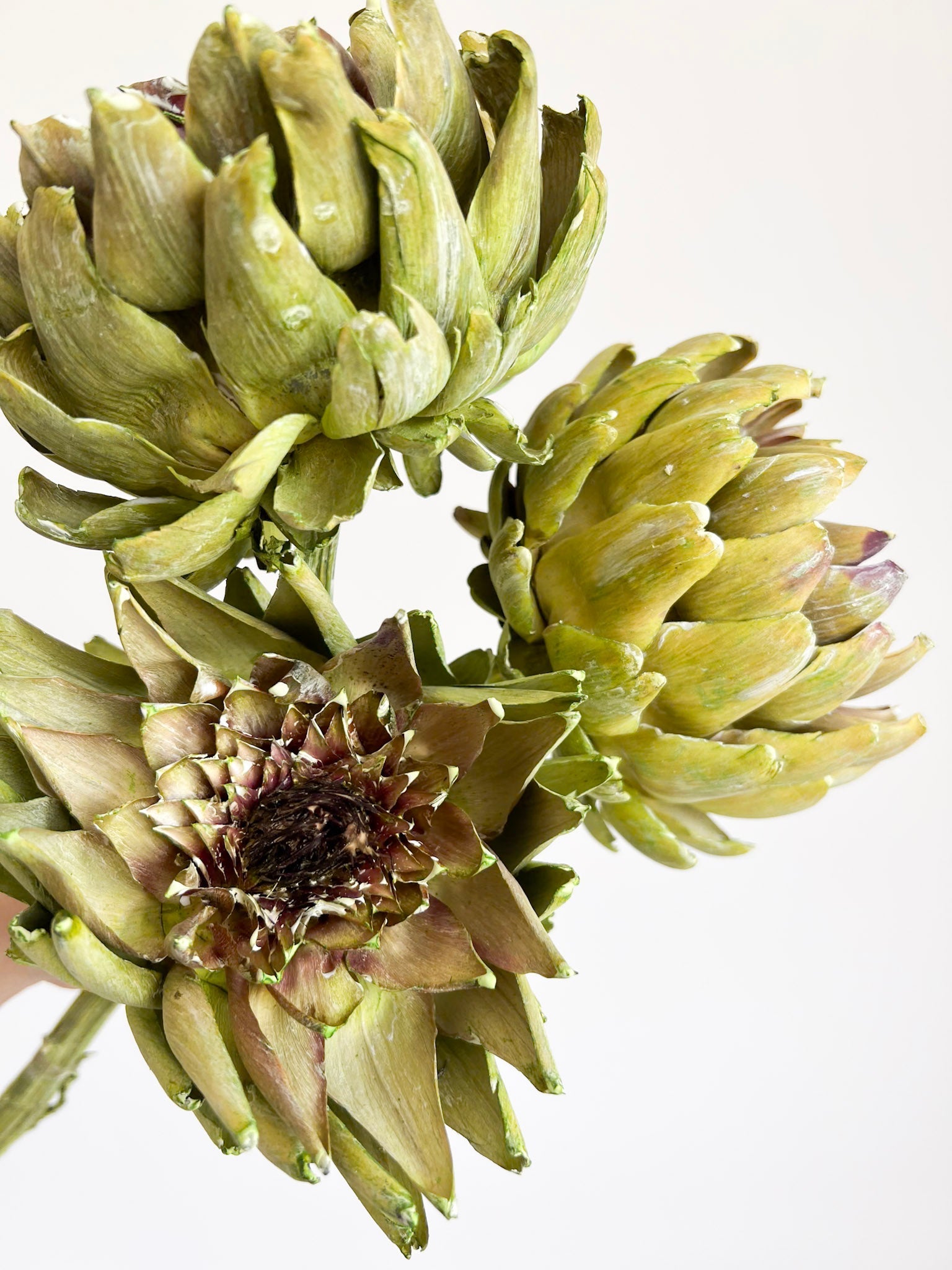 OLINTO » 3 Carciofi grandi essiccati verdi - Bloomoon