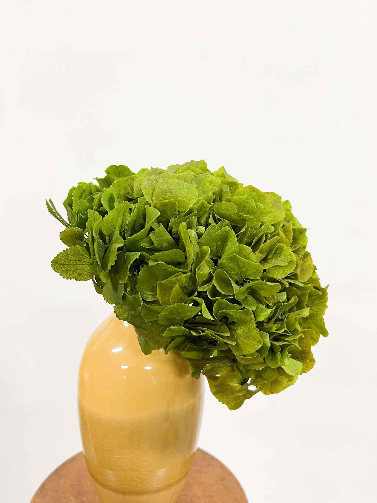 OLIVIA » Ortensia stabilizzata verde - Bloomoon
