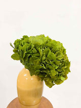 OLIVIA » Ortensia stabilizzata verde - Bloomoon