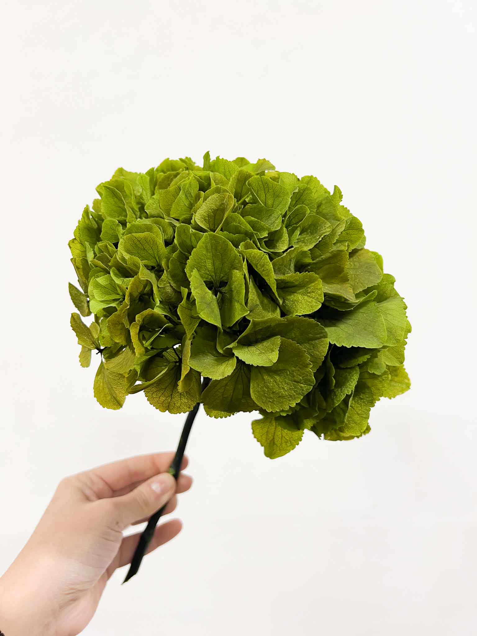 OLIVIA » Ortensia stabilizzata verde - Bloomoon