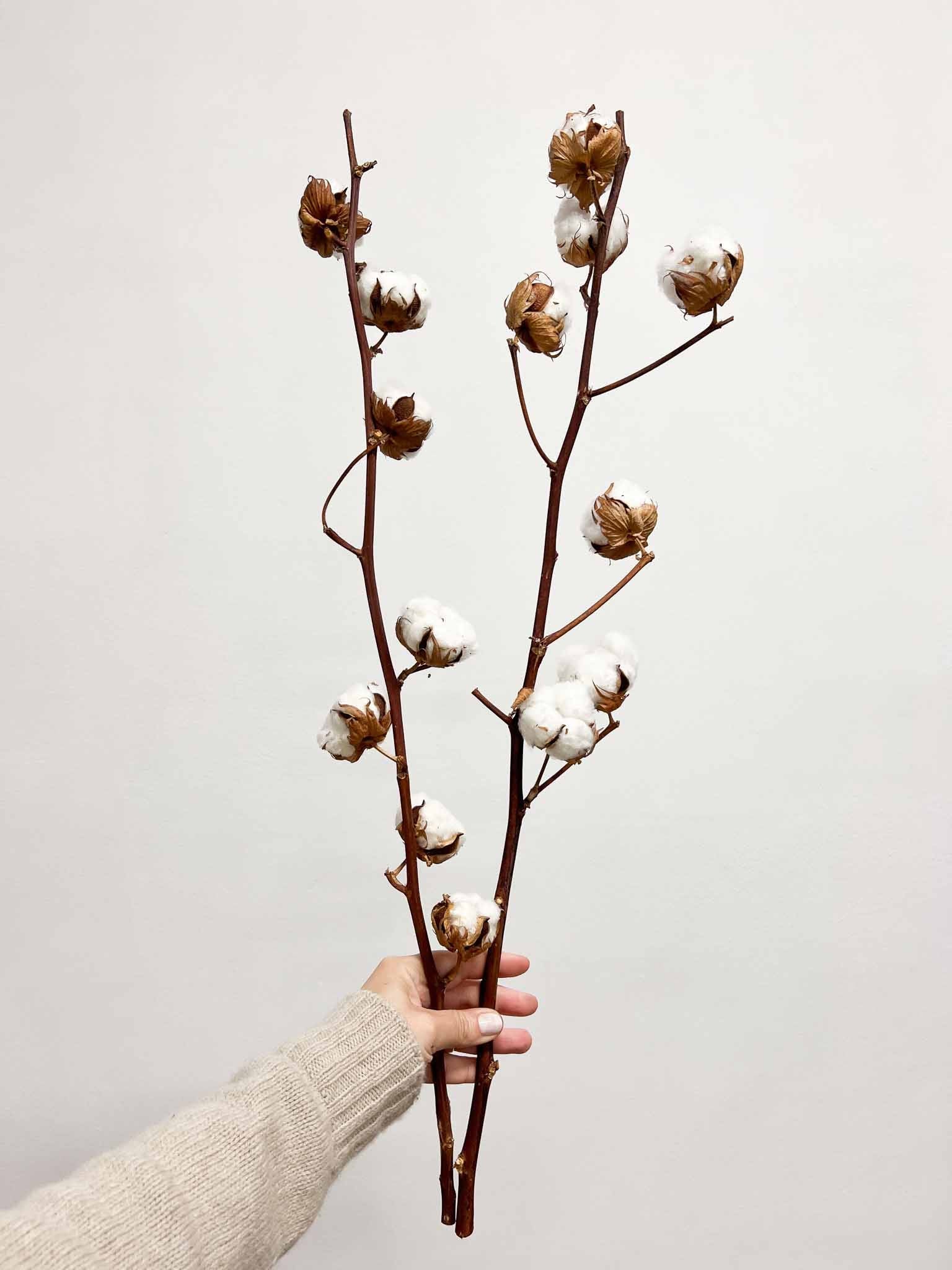 🎁 Omaggio 2 steli di fiori del cotone🌟 - Bloomoon