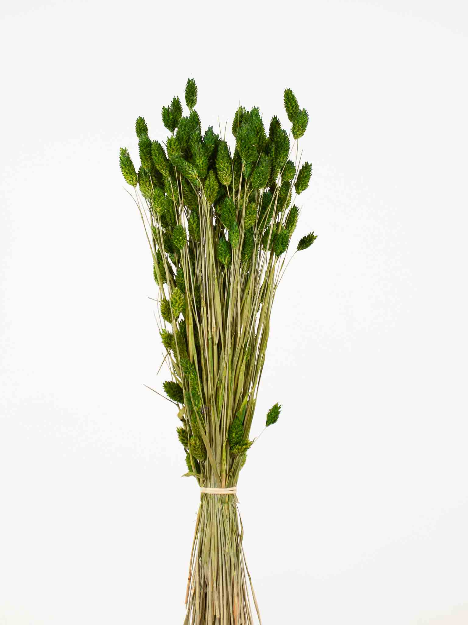 OMAR » Mazzo di Phalaris verde - Bloomoon