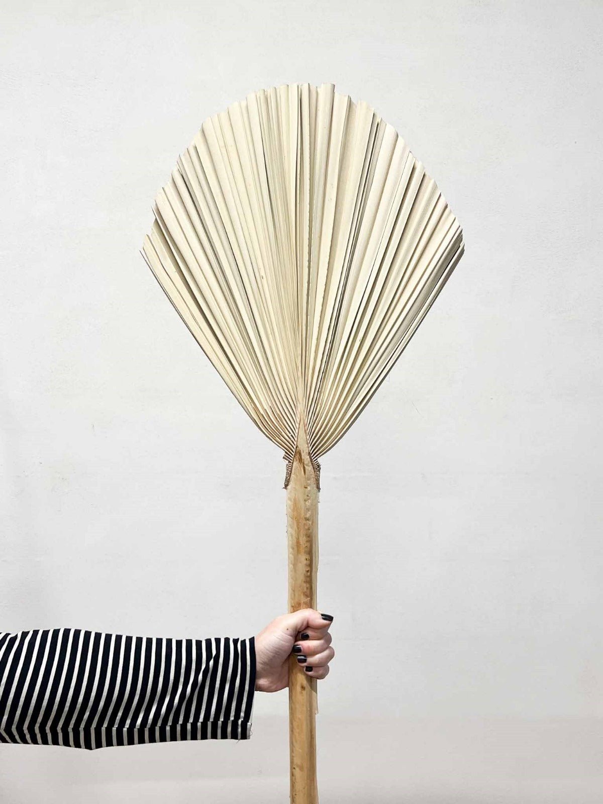 ORFEO » Palma tonda naturale - Bloomoon