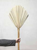 ORFEO » Palma tonda naturale - Bloomoon
