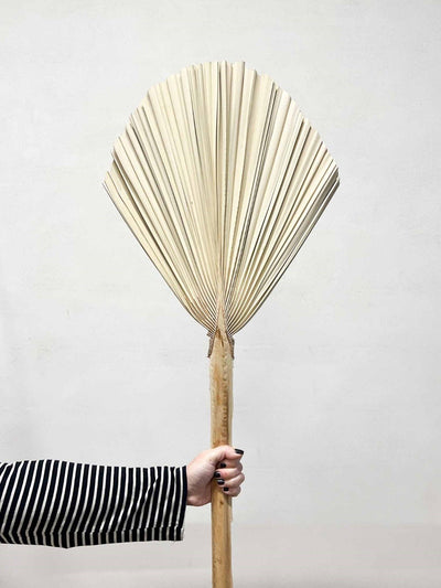 ORFEO » Palma tonda naturale - Bloomoon