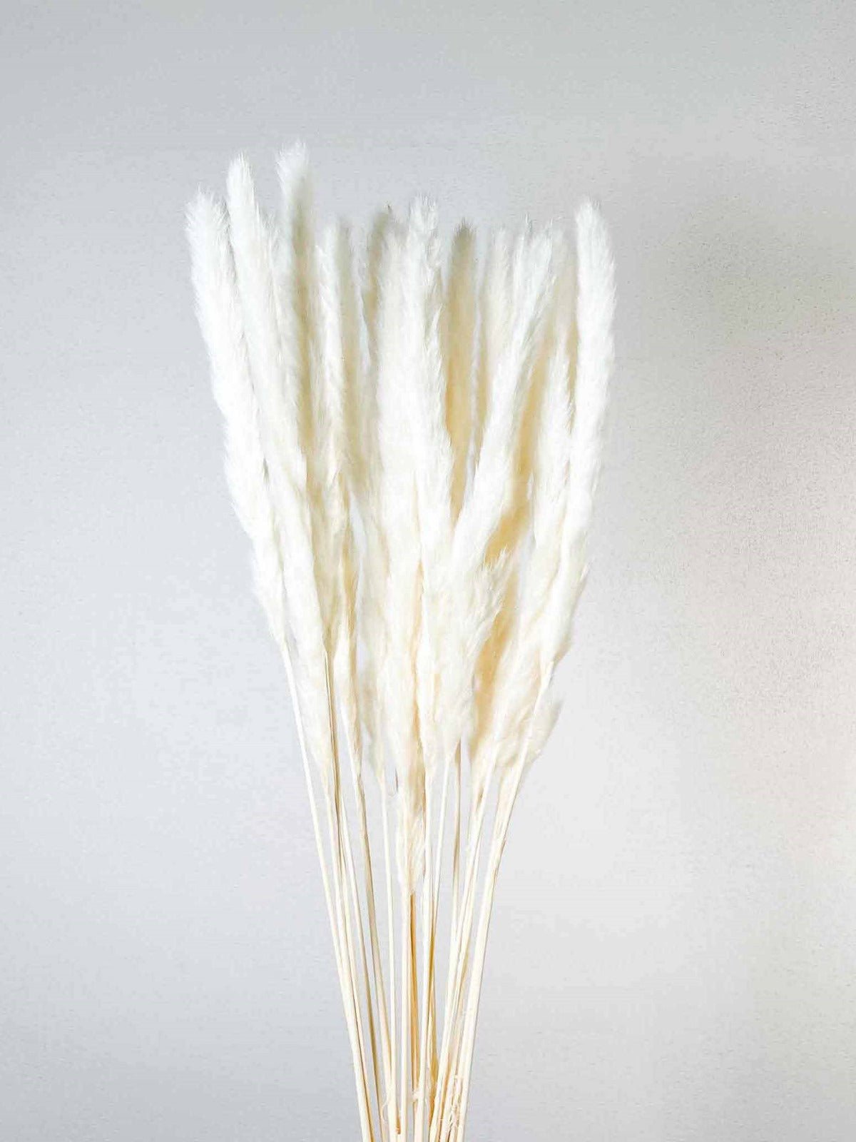 ORIONE » Mazzo di Pampas slim bianco - Bloomoon