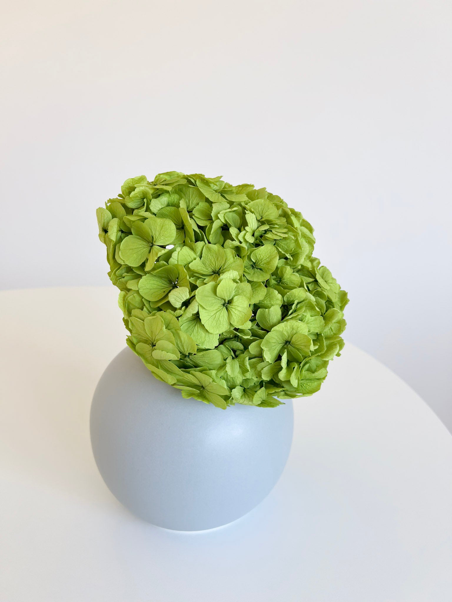 RANIERO » Ortensia stabilizzata premium pistacchio