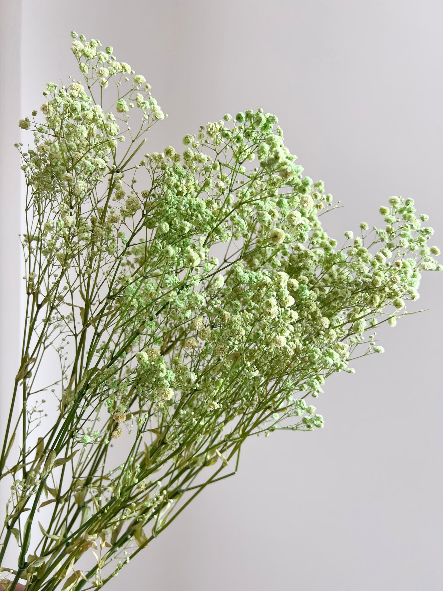 OSCAR » Mazzo di Gypsophila o nebbiolina stabilizzata verde chiaro - Bloomoon