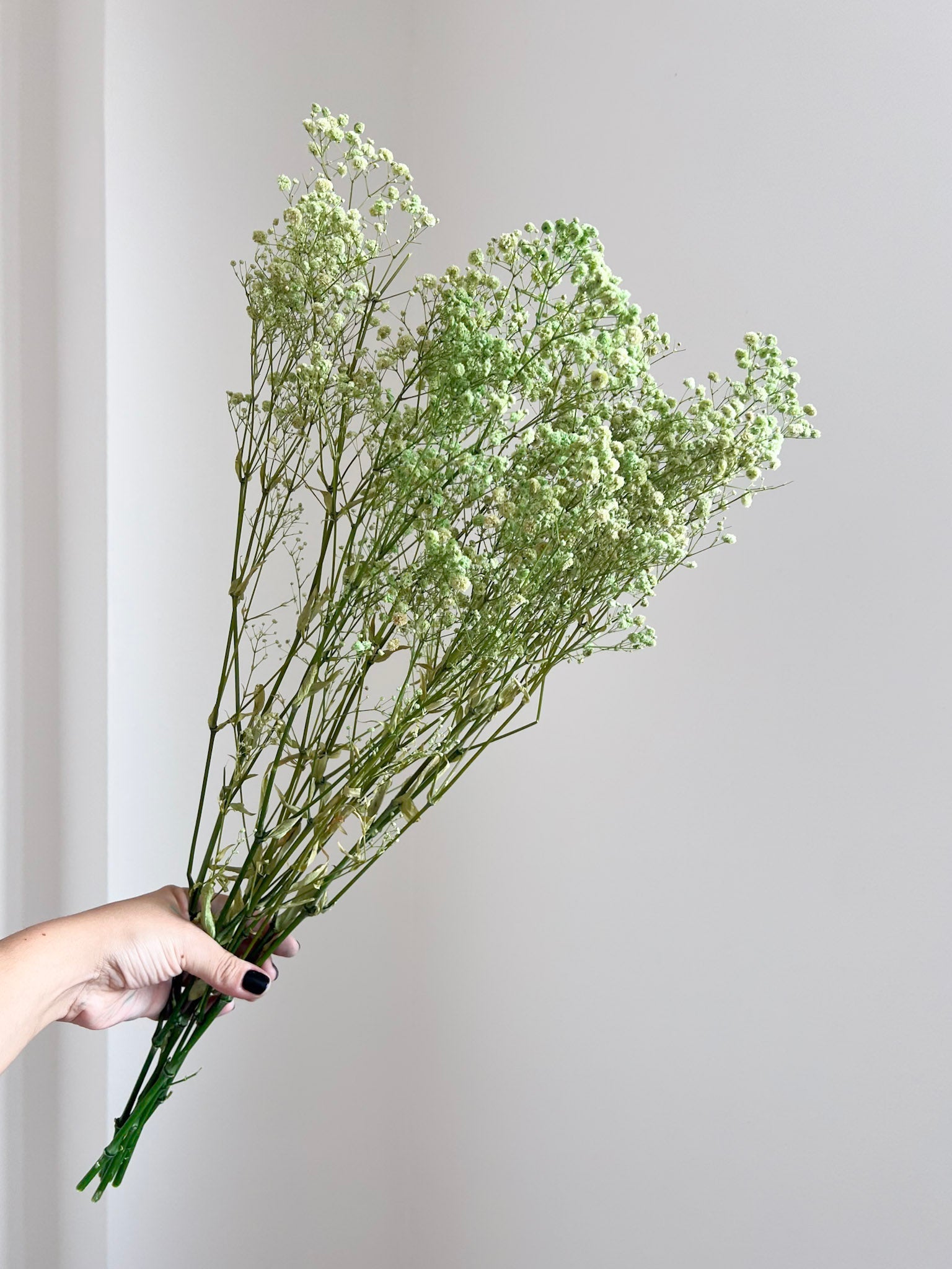 OSCAR » Mazzo di Gypsophila o nebbiolina stabilizzata verde chiaro - Bloomoon