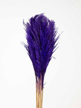 OTTAVIANA » Mazzo di Pampas slim viola - Bloomoon