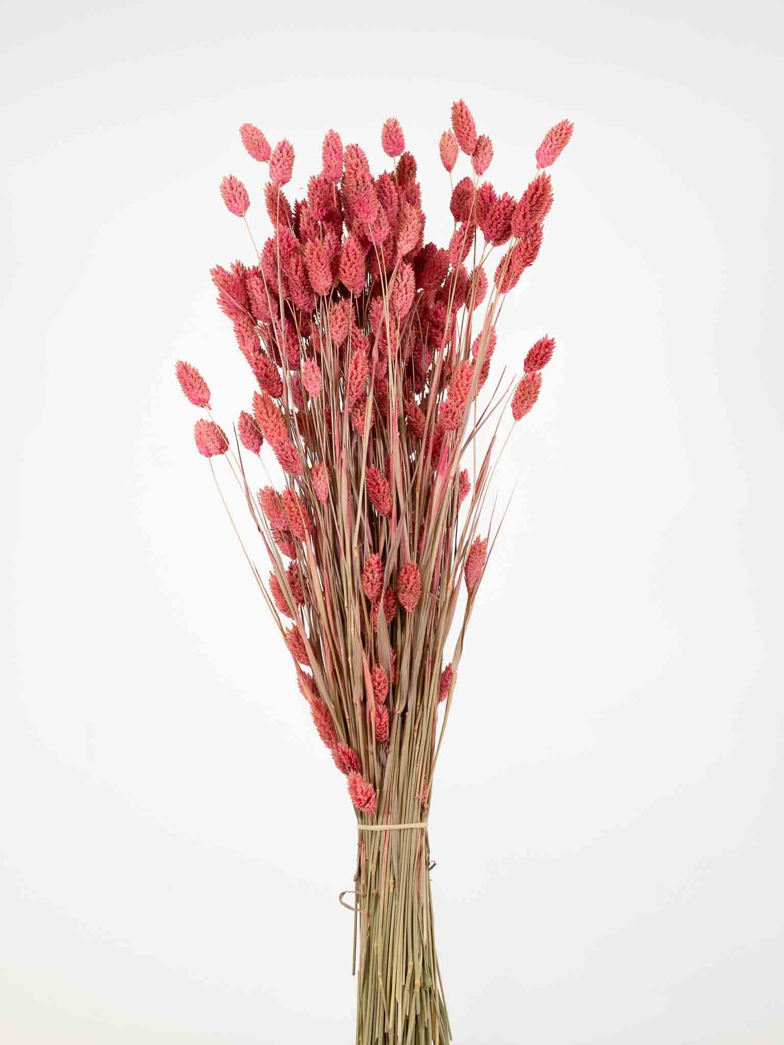PALMIRA » Mazzo di Phalaris rosa - Bloomoon