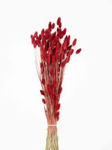 PALOMA » Mazzo di Phalaris rosso - Bloomoon