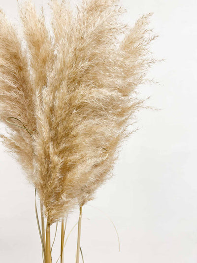 PAMELA » Pampas naturale chiara 5 steli - Bloomoon