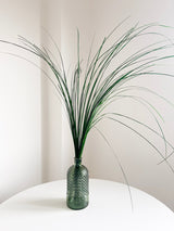 PANDOLFO » Mazzo di Gynerium verde - Bloomoon