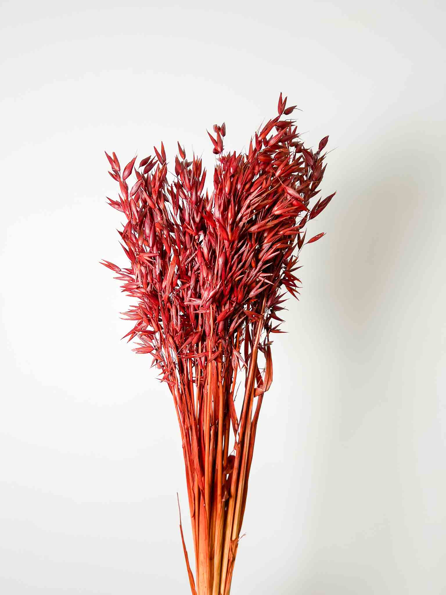 PARIDE » Mazzo di Avena coltivata marrone - Bloomoon
