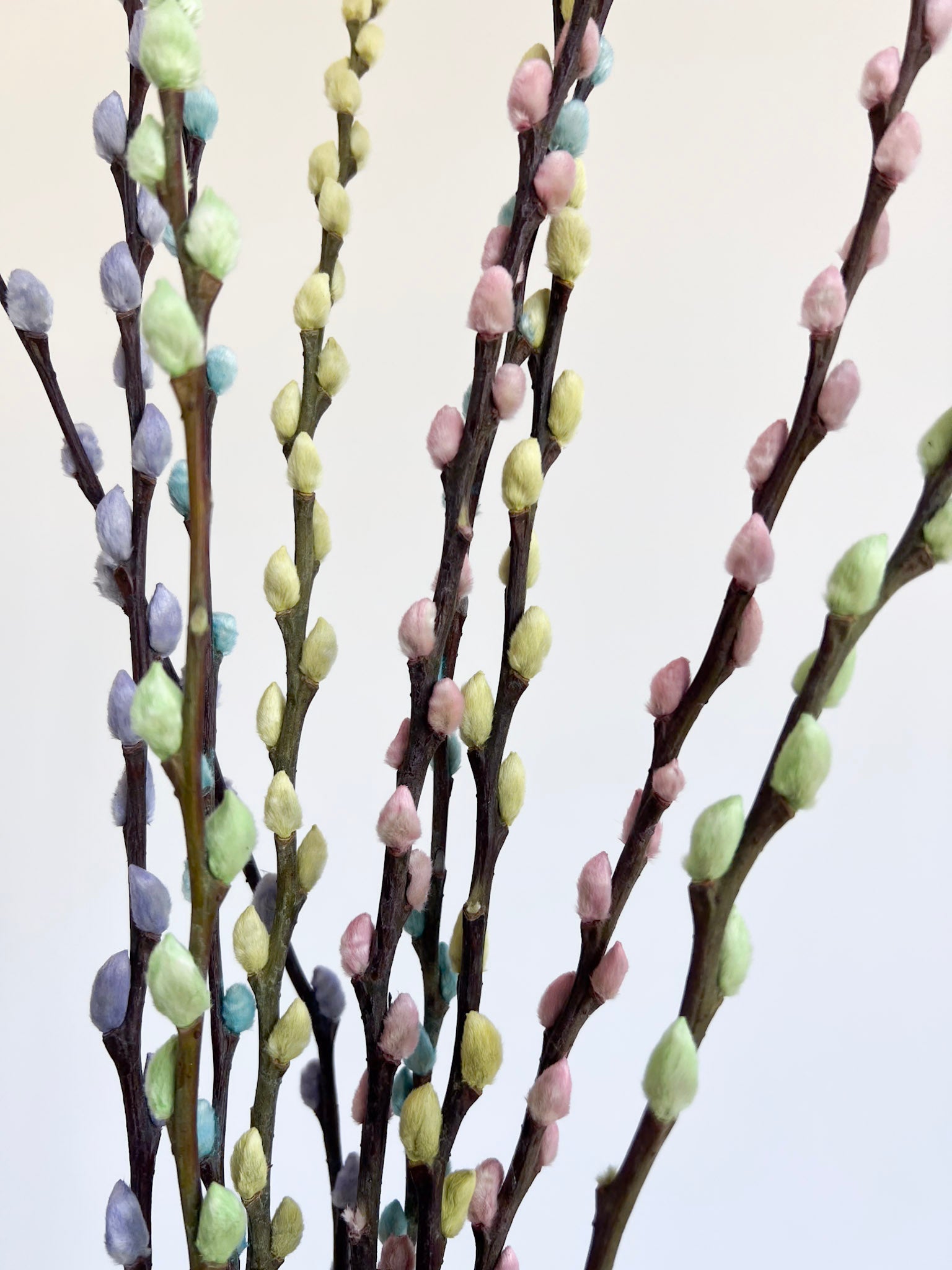 PASTEL » Mazzo di Salice multicolor pastello - Bloomoon