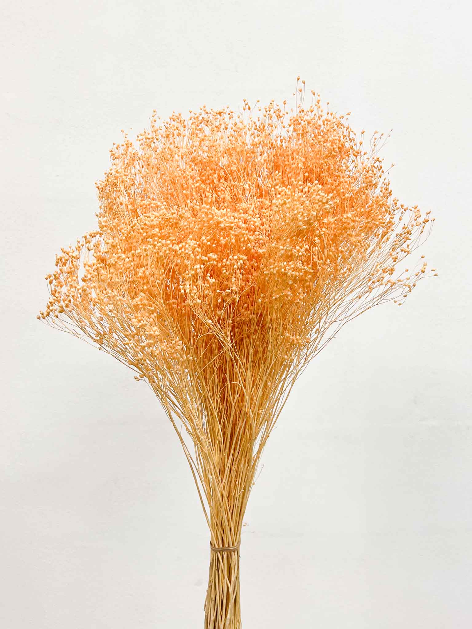 PATTY » Mazzo di Broom Bloom pesca - Bloomoon