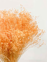 PATTY » Mazzo di Broom Bloom pesca - Bloomoon