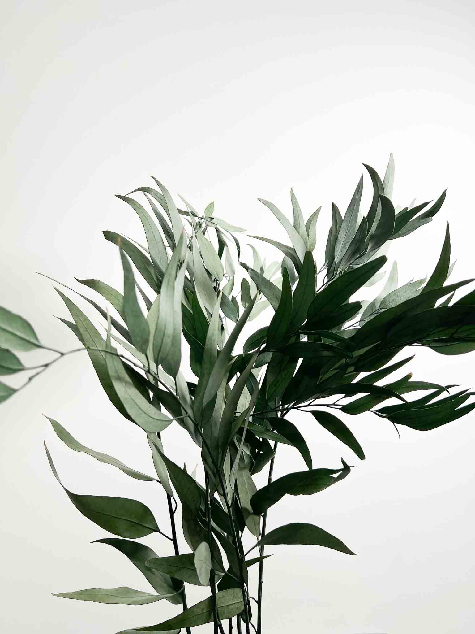 PAVLO » Eucalipto Pendula stabilizzato verde - Bloomoon