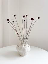 PEPPINO » Mazzo di Craspedia marrone 10 steli H60cm - Bloomoon
