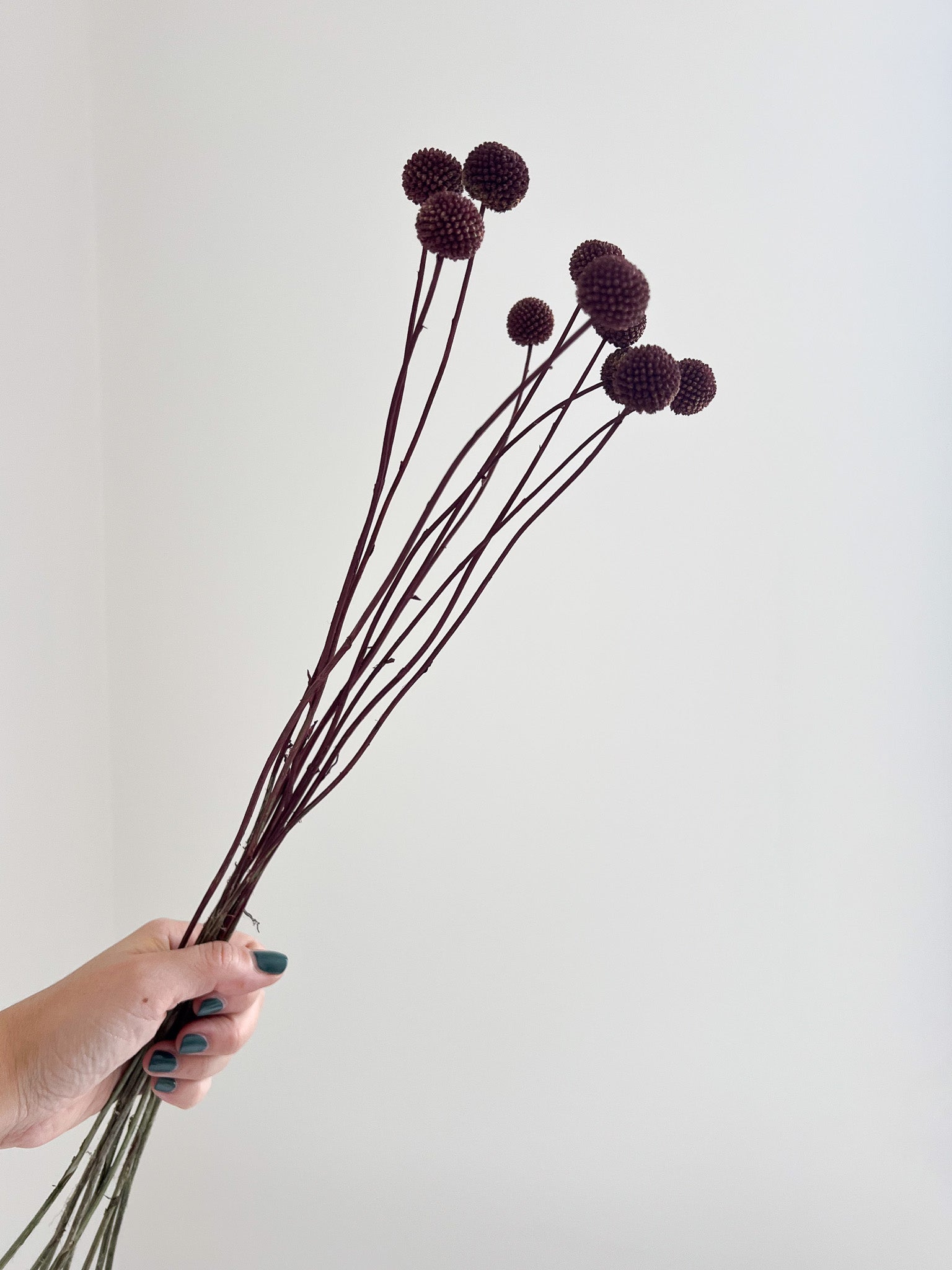 PEPPINO » Mazzo di Craspedia marrone 10 steli H60cm - Bloomoon