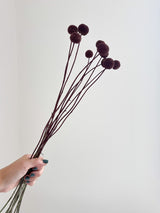 PEPPINO » Mazzo di Craspedia marrone 10 steli H60cm - Bloomoon
