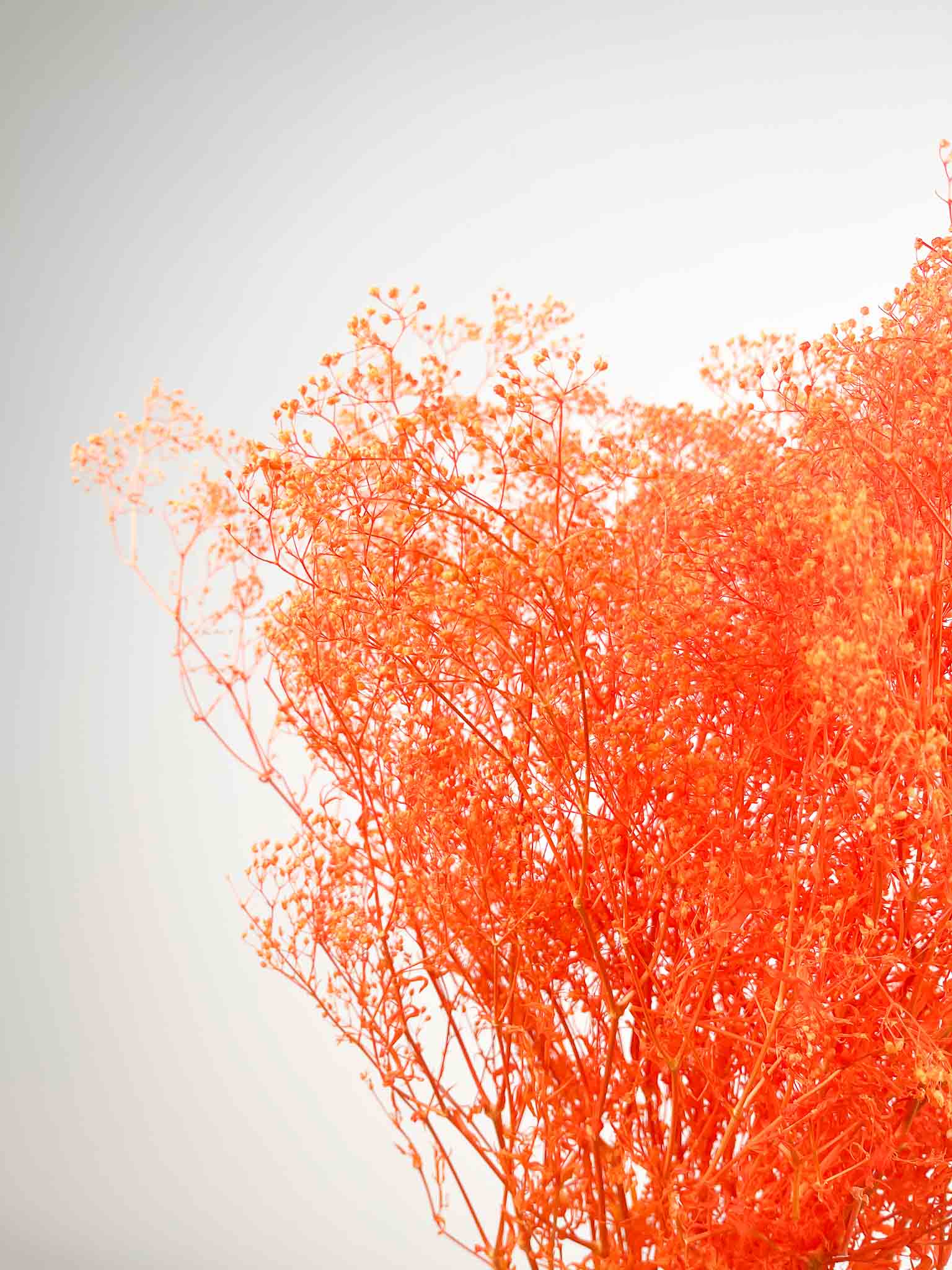 PIETRO » Mazzo di Gypsophila stabilizzata mini arancione - Bloomoon