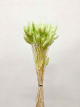 QUIRINO » Mazzo di Lagurus verde pastello - Bloomoon