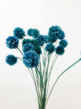 RAISSA » Scabiosa Stellata essiccata blu - Bloomoon