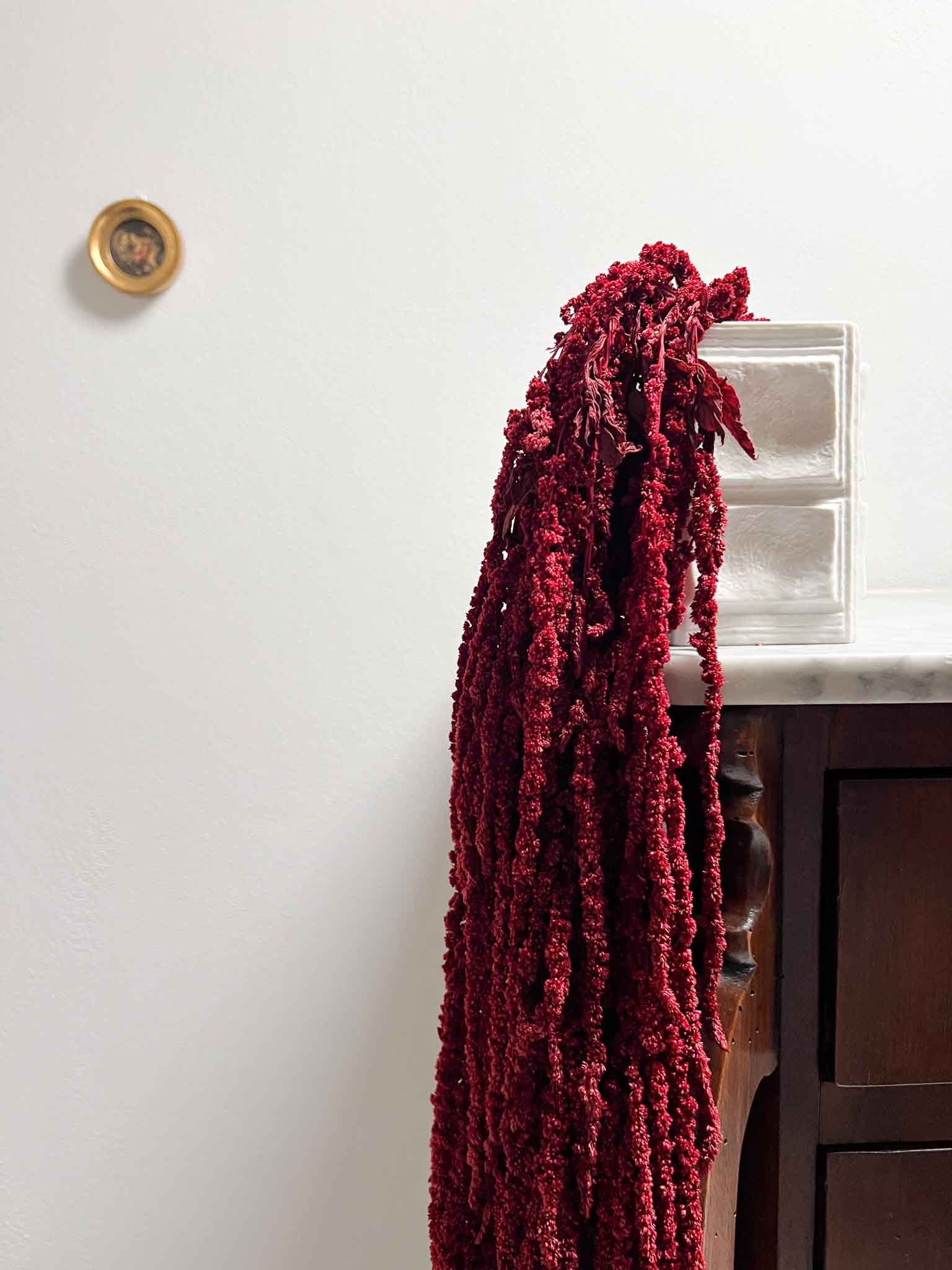 RAMONA » Amaranthus ricadente stabilizzato bordeaux - Bloomoon