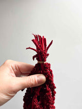 RAMONA » Amaranthus ricadente stabilizzato bordeaux - Bloomoon