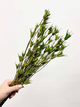 RANIA » Mazzo per bouquet di fiori secchi misti verde mela - Bloomoon
