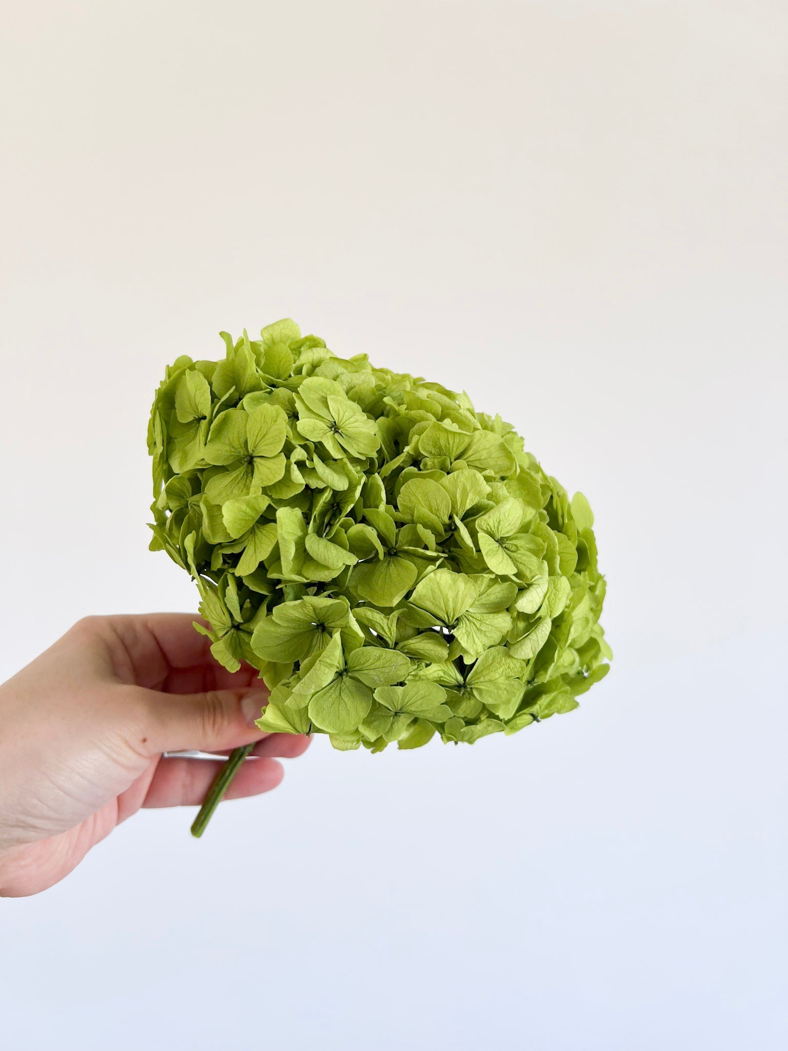 RANIERO » Ortensia stabilizzata premium pistacchio - Bloomoon