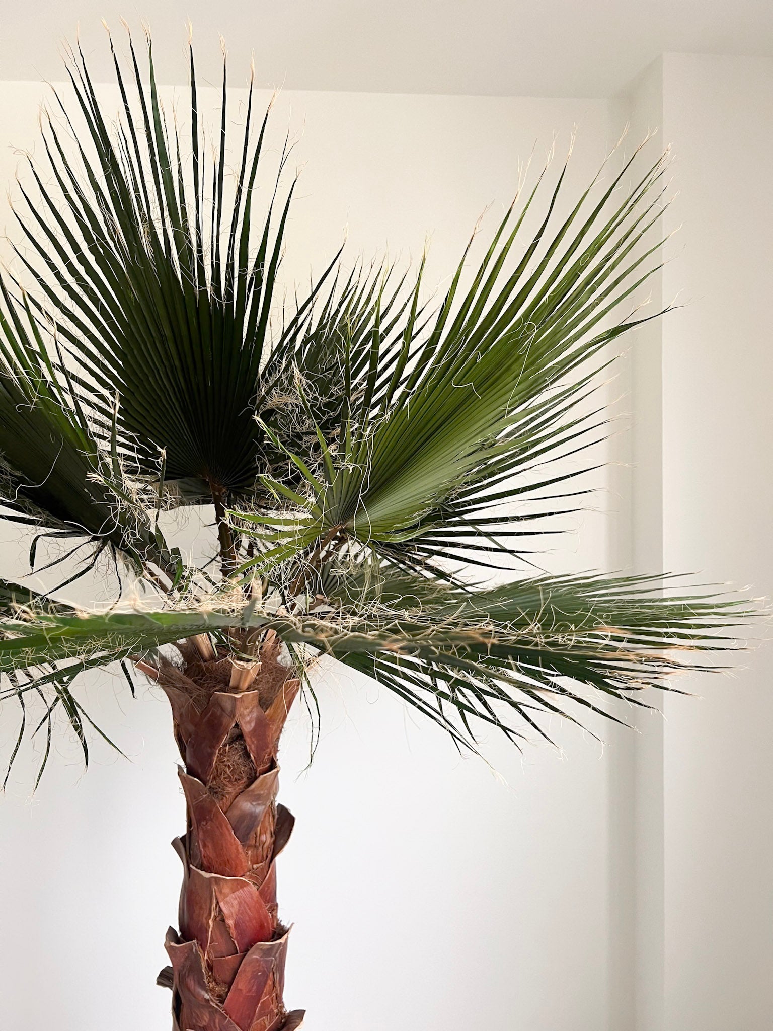 RAUL » pianta di Washingtonia stabilizzata 190cm - Bloomoon