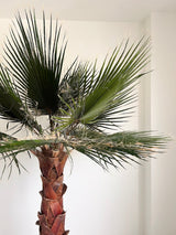 RAUL » pianta di Washingtonia stabilizzata 190cm - Bloomoon