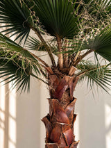 RAUL » pianta di Washingtonia stabilizzata 190cm - Bloomoon