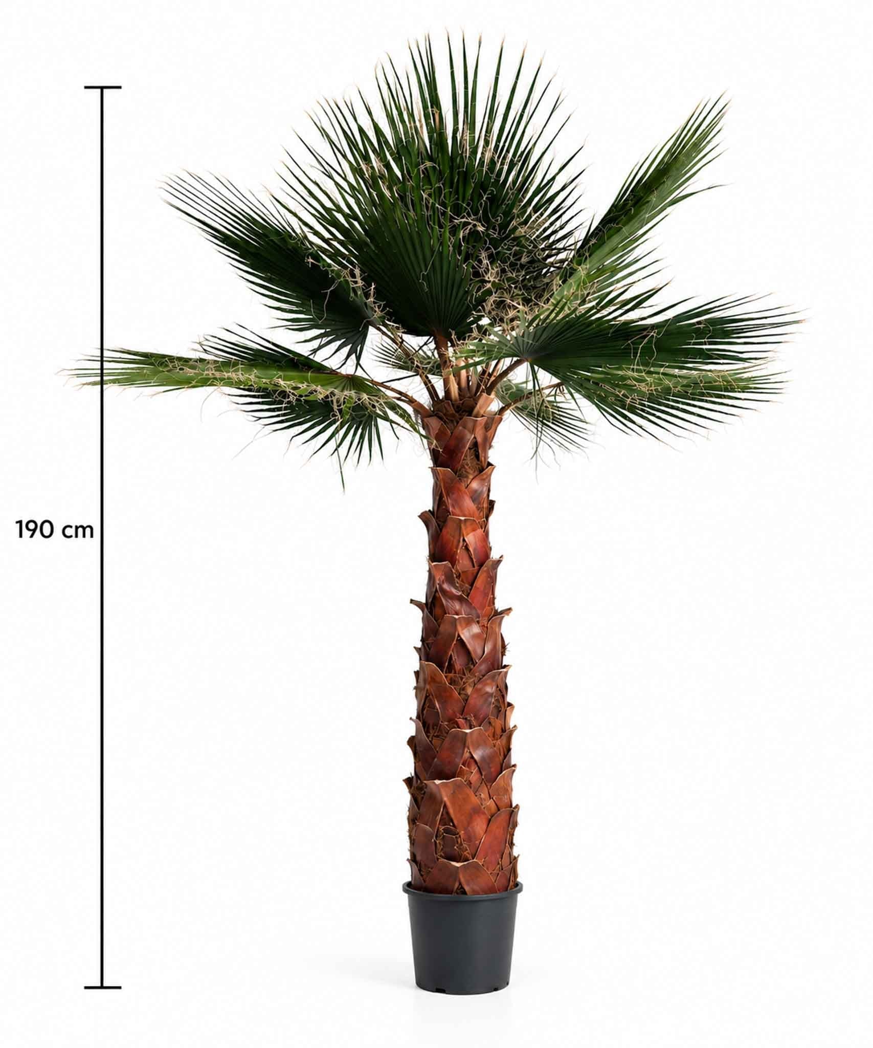 RAUL » pianta di Washingtonia stabilizzata 190cm - Bloomoon