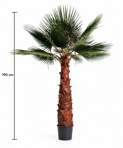 RAUL » pianta di Washingtonia stabilizzata 190cm - Bloomoon