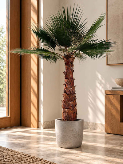 RAUL » pianta di Washingtonia stabilizzata 190cm - Bloomoon