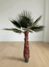 RAUL » pianta di Washingtonia stabilizzata 190cm - Bloomoon